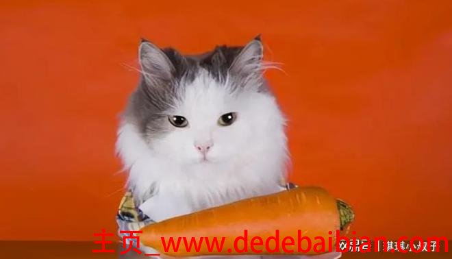 小猫可以吃胡萝卜吗