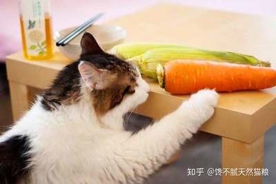 小猫可以吃胡萝卜吗
