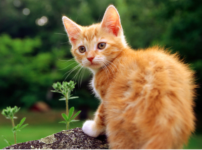 小猫可以吃胡萝卜吗