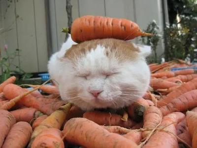 小猫可以吃胡萝卜吗
