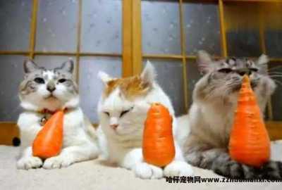 小猫可以吃胡萝卜吗
