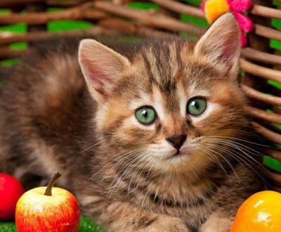小猫可以吃胡萝卜吗