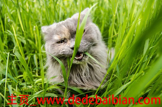 小猫可以吃胡萝卜吗