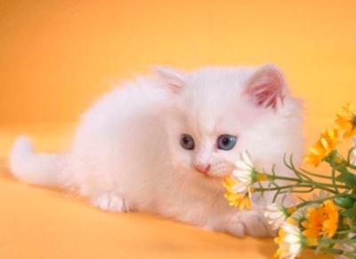 小猫可以吃胡萝卜吗