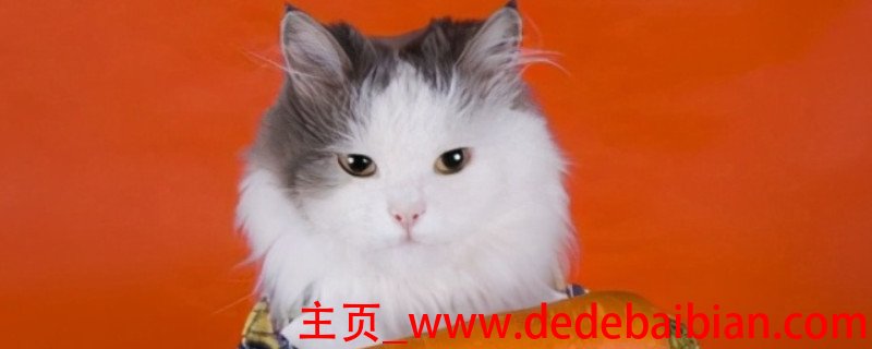 小猫可以吃胡萝卜吗