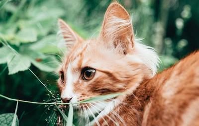 小猫可以吃胡萝卜吗