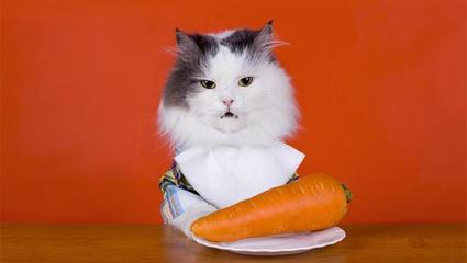 小猫可以吃胡萝卜吗