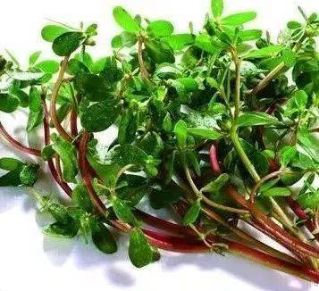 马齿苋怎么拌凉菜