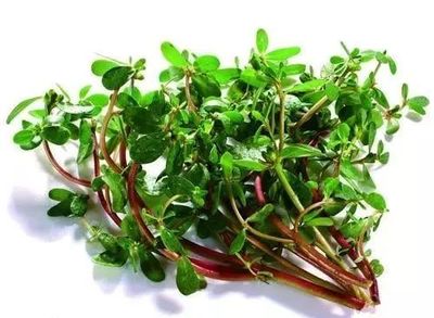 马齿苋怎么拌凉菜
