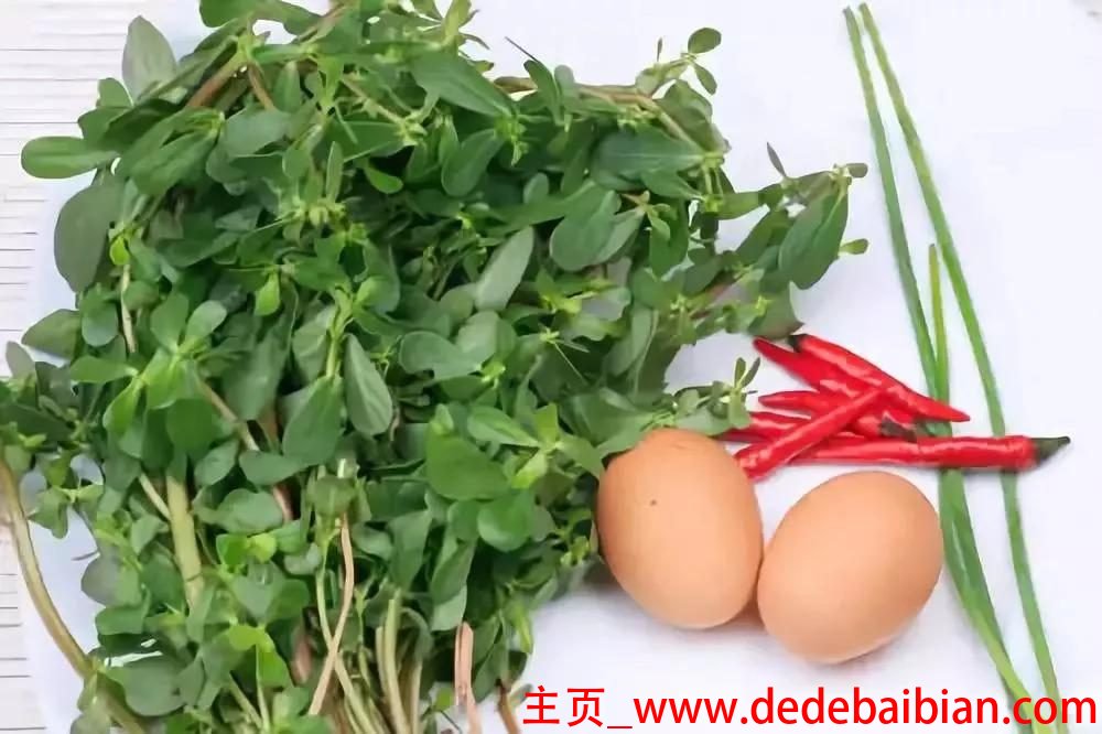 马齿苋怎么拌凉菜