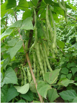 沙克沙豆角