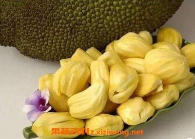 小虾米有什么营养价值