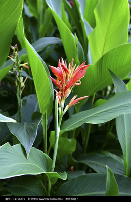 芭蕉花怎么做好吃