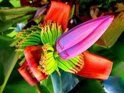 芭蕉花怎么做好吃