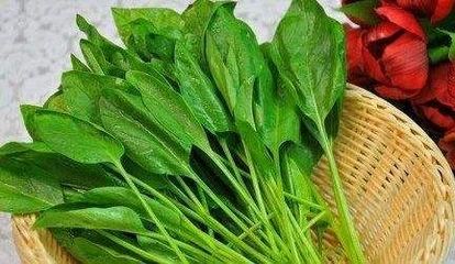 菠菜和柿子能一起吃吗