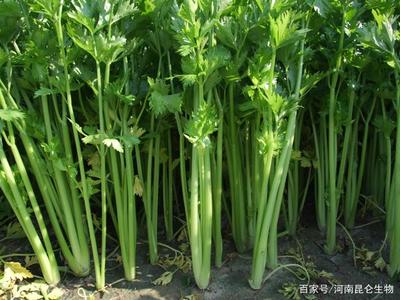 芹菜的样子