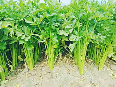 芹菜的样子