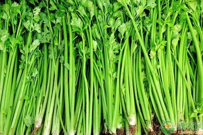 芹菜的样子