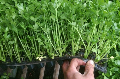 芹菜的样子