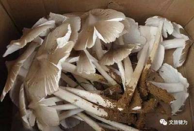 斗鸡怎么做好吃