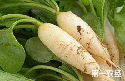 白萝卜有什么好处