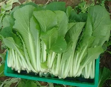 油白菜的功效与作用