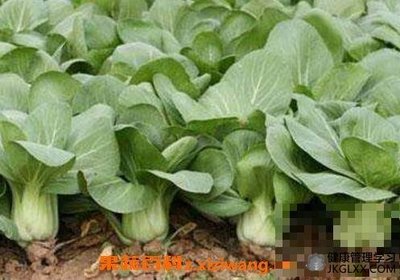 油白菜的功效与作用