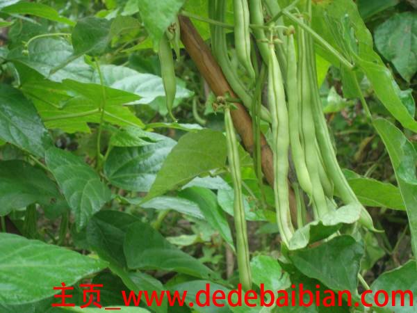 四季豆和豆角的区别
