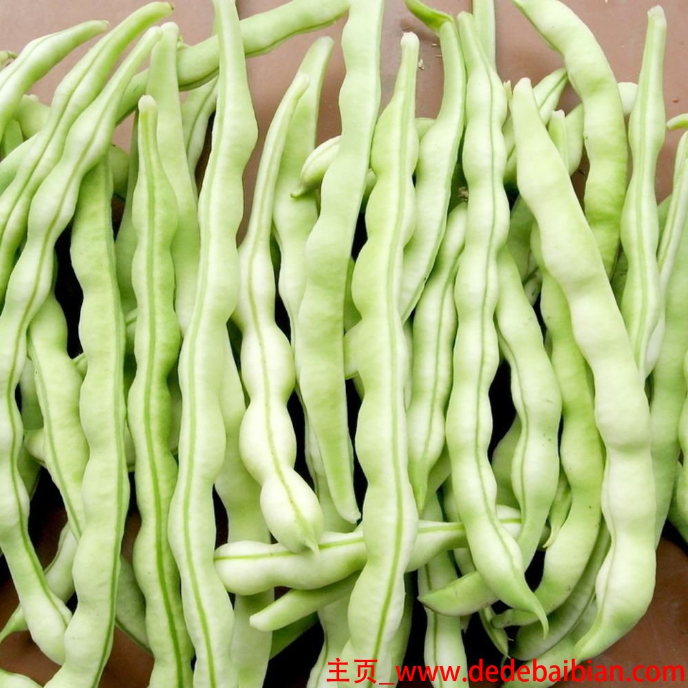 四季豆和豆角的区别