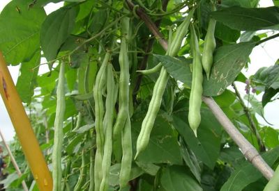 四季豆和豆角的区别