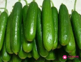 小黄瓜的功效与作用