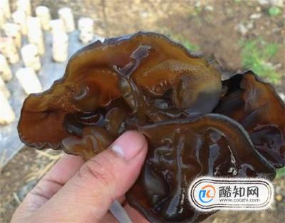 木耳怎么清洗