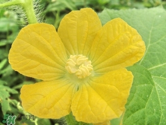 黄瓜花能吃吗