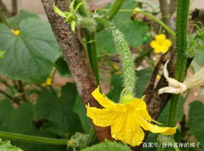 黄瓜花能吃吗