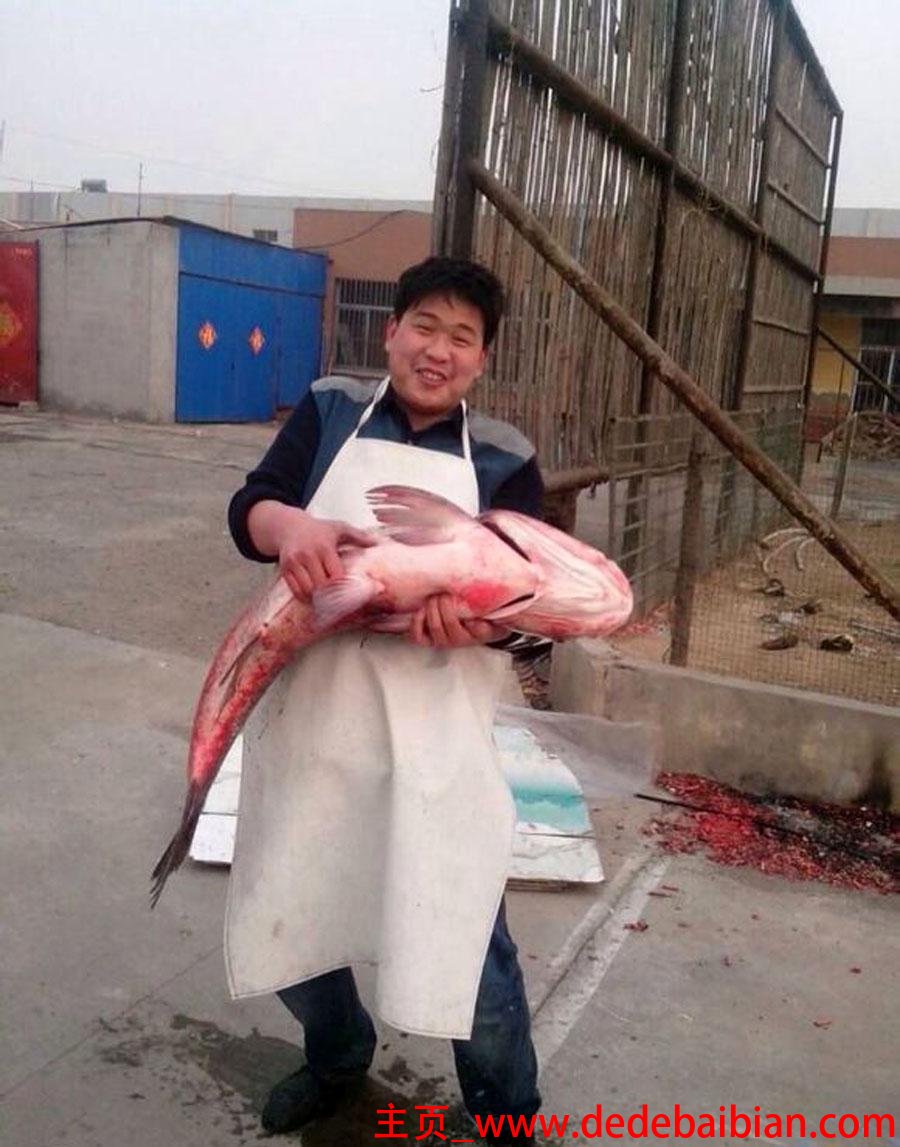 花鲢鱼头炖豆腐