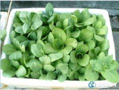 青菜怎么种