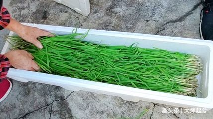 韭菜如何保鲜