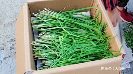 韭菜如何保鲜