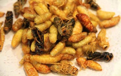 蜂蛹的做法