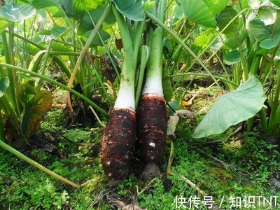 炮弹芋头