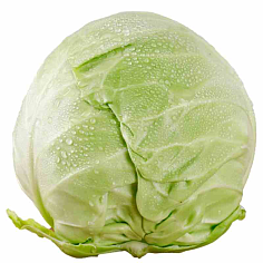 包菜是洋白菜吗