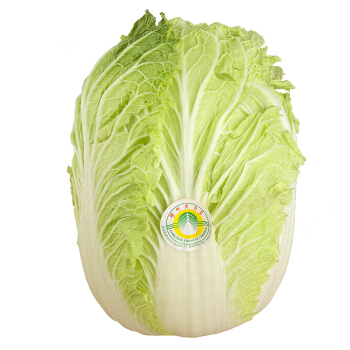 有机白菜