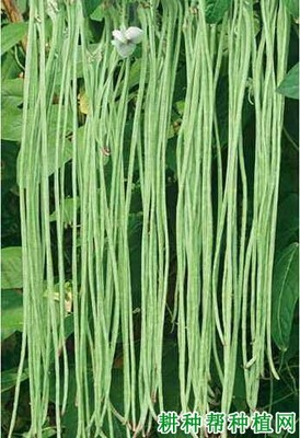 豆角品种大全