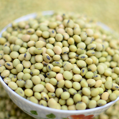 青黄豆可以打豆浆吗