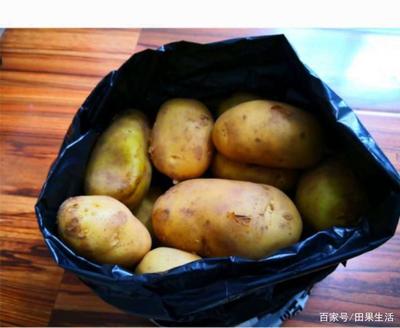 大量土豆的储存方法