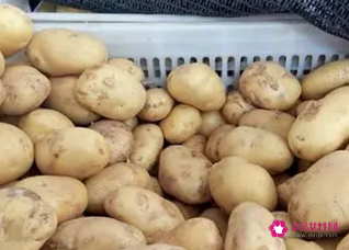 大量土豆的储存方法