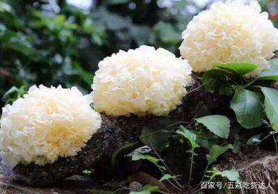 银耳是什么做的