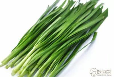 韭菜 热量