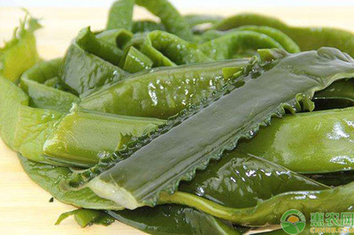 海白菜的营养价值
