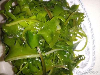 海白菜的营养价值